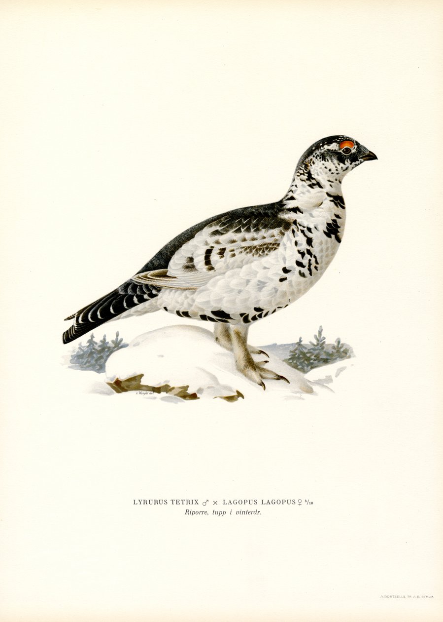 Black Grouse x Willow Ptarmigan (لون ليثو) بواسطة ماغنوس فرديناند وويلهلم فون رايت