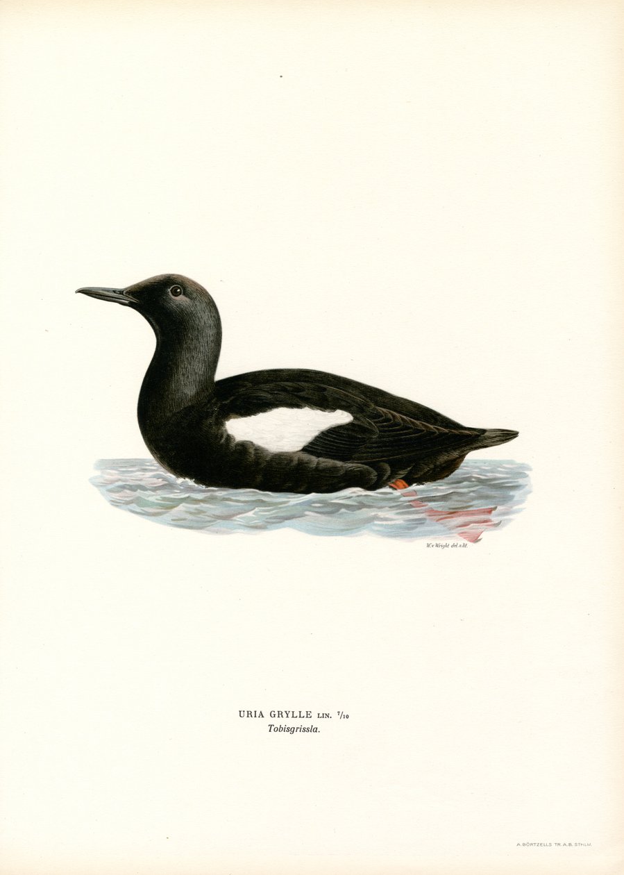 أسود Guillemot (لون ليثو) بواسطة ماغنوس فرديناند وويلهلم فون رايت