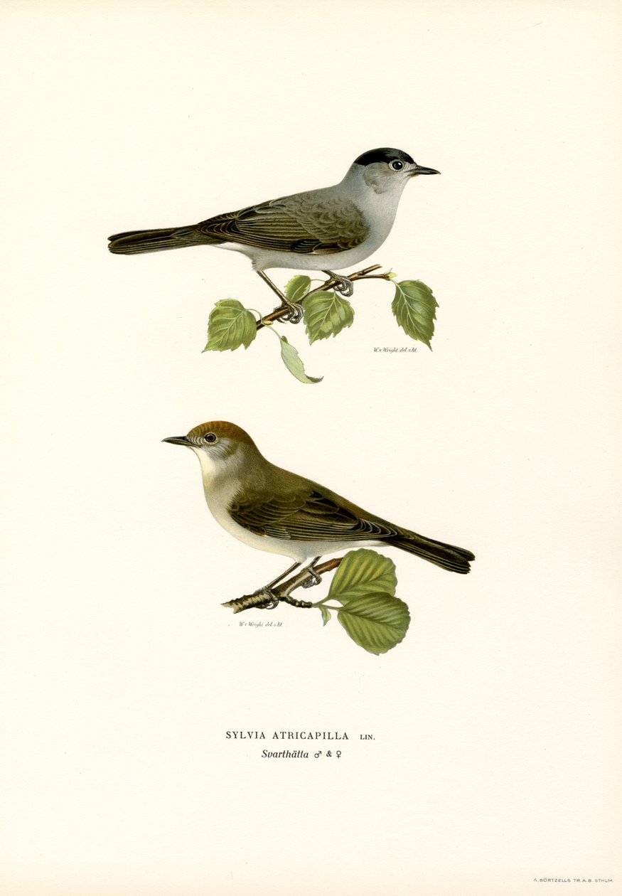 Blackcap (لون ليثو) بواسطة ماغنوس فرديناند وويلهلم فون رايت