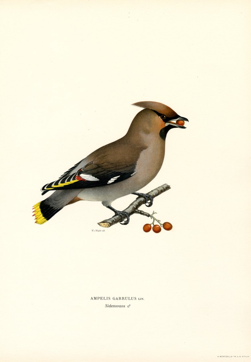 Waxwing البوهيمي (أعضاء اللون) بواسطة ماغنوس فرديناند وويلهلم فون رايت