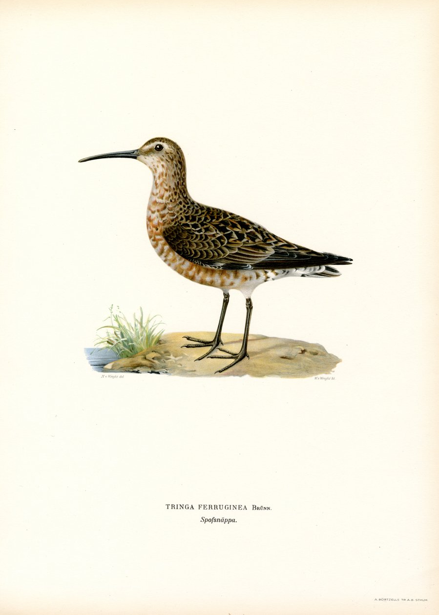 Curlew Sandpiper (لون litho) بواسطة ماغنوس فرديناند وويلهلم فون رايت