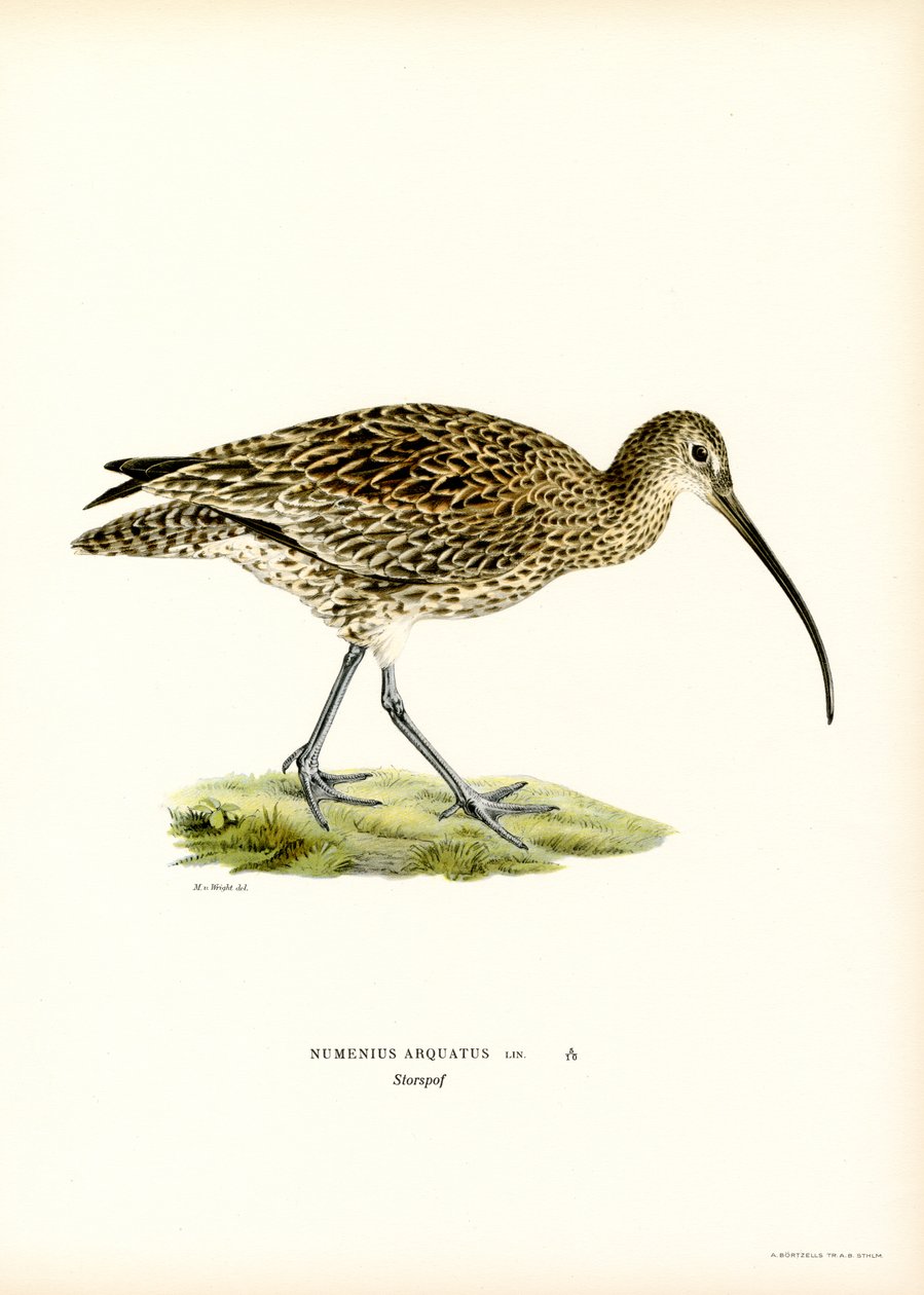 Curlew الأوراسي (لون ليثو) بواسطة ماغنوس فرديناند وويلهلم فون رايت