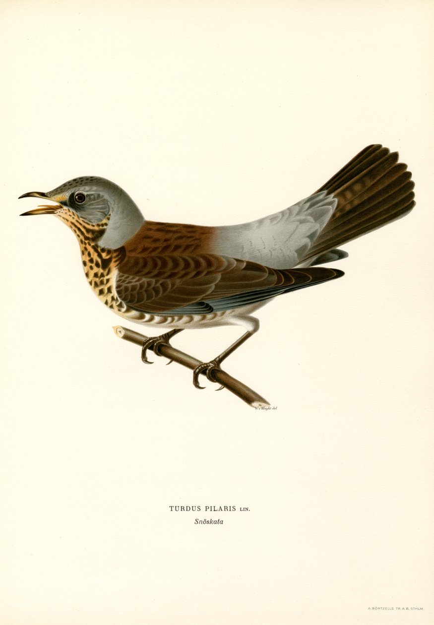 Fieldfare (ليثو ملون) بواسطة ماغنوس فرديناند وويلهلم فون رايت