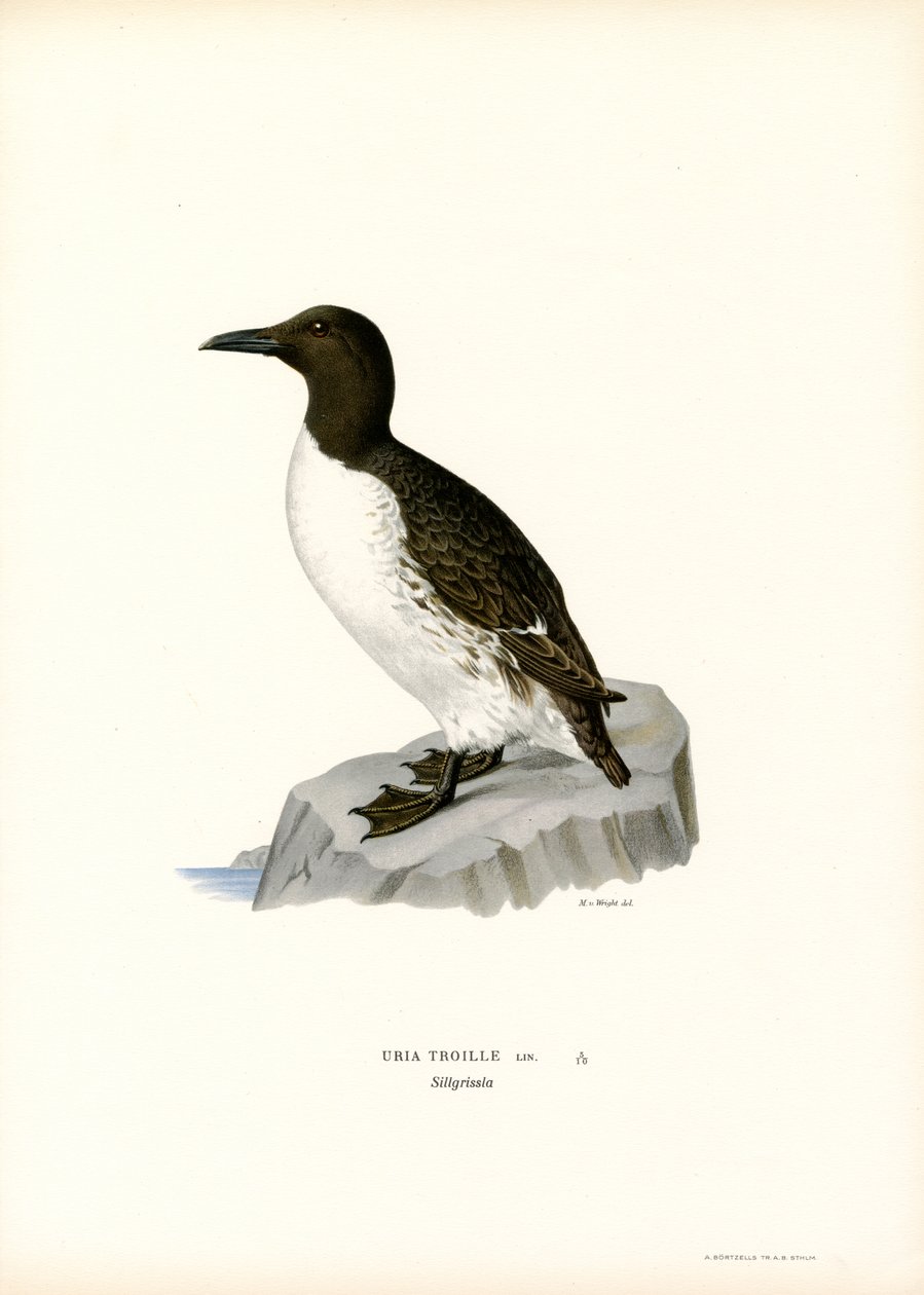 Guillemot (لون ليثو) بواسطة ماغنوس فرديناند وويلهلم فون رايت