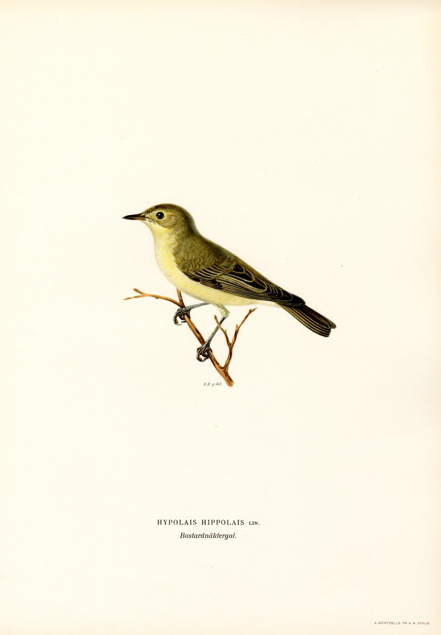 Icterine warbler (لون ليثو) بواسطة ماغنوس فرديناند وويلهلم فون رايت