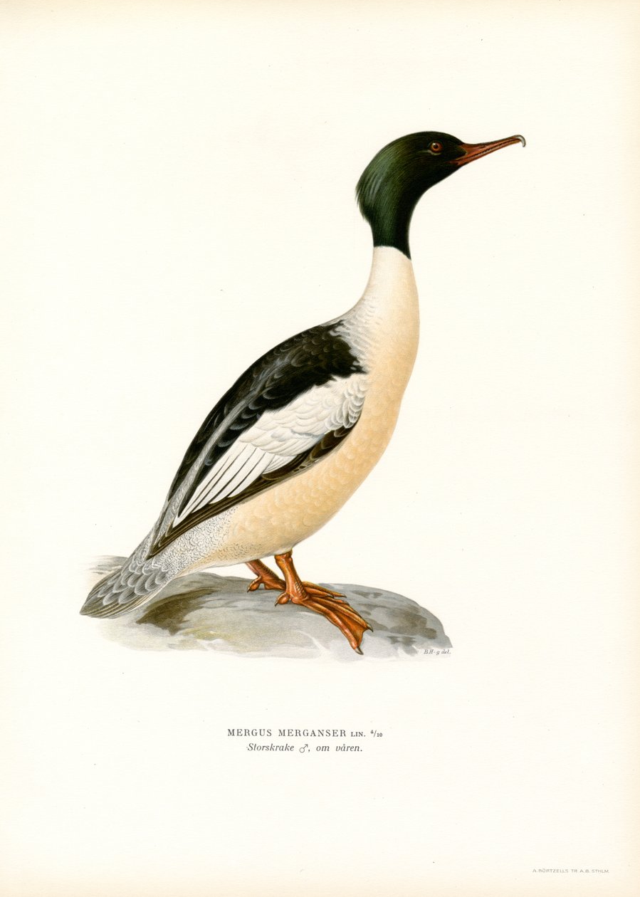 Merganser كبير (لون ليثو) بواسطة ماغنوس فرديناند وويلهلم فون رايت