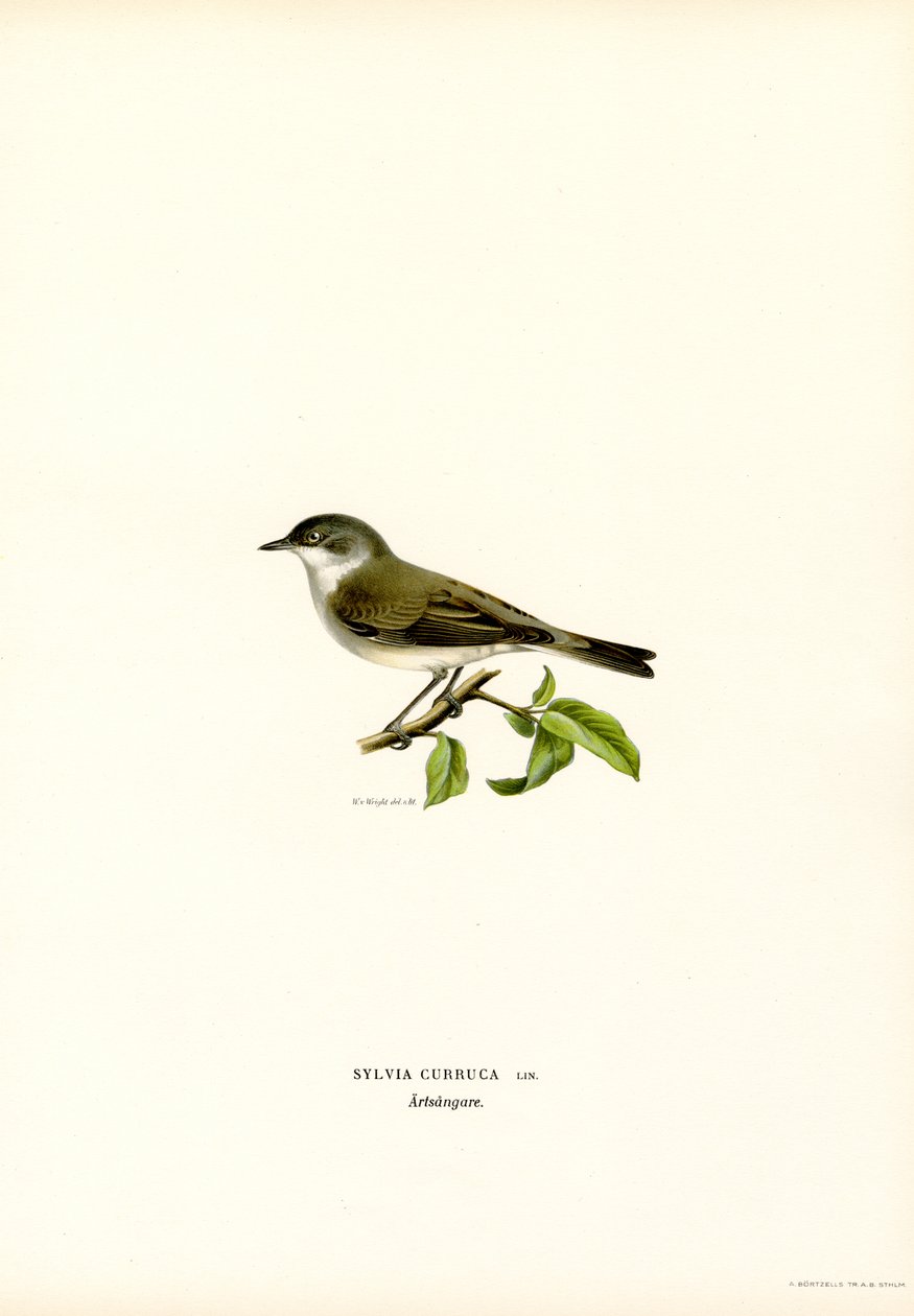 Whitethroat الأقل (لون ليثو) بواسطة ماغنوس فرديناند وويلهلم فون رايت