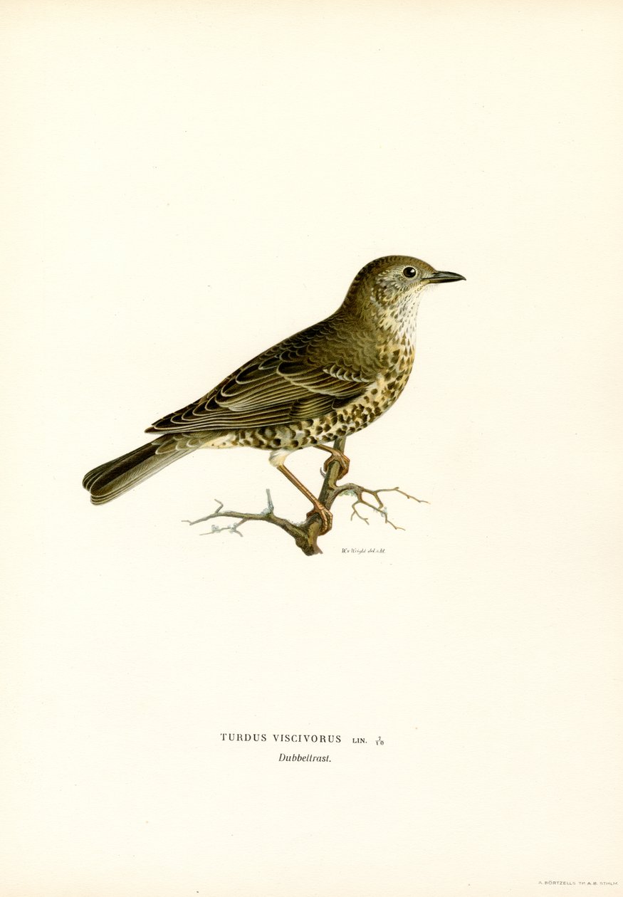 Mistle Thrush (لون ليثو) بواسطة ماغنوس فرديناند وويلهلم فون رايت