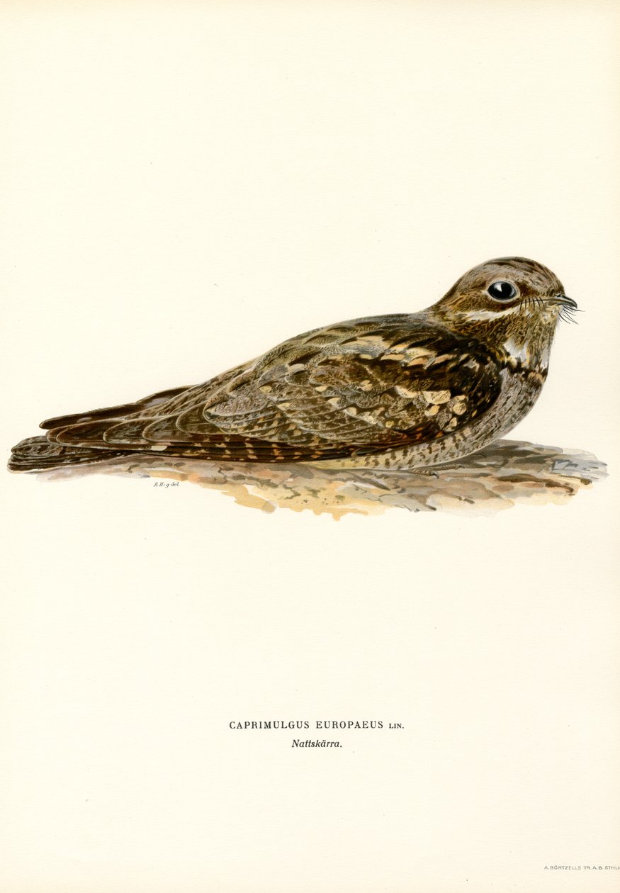 Nightjar (أجزاء ملونة) بواسطة ماغنوس فرديناند وويلهلم فون رايت