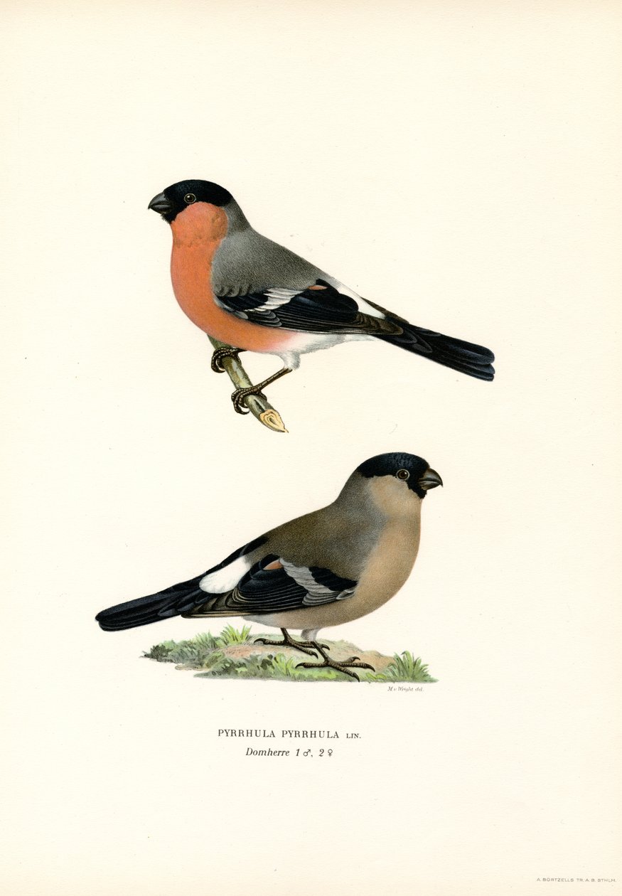 شمال أوراسيا Bullfinch (لون ليثو) بواسطة ماغنوس فرديناند وويلهلم فون رايت