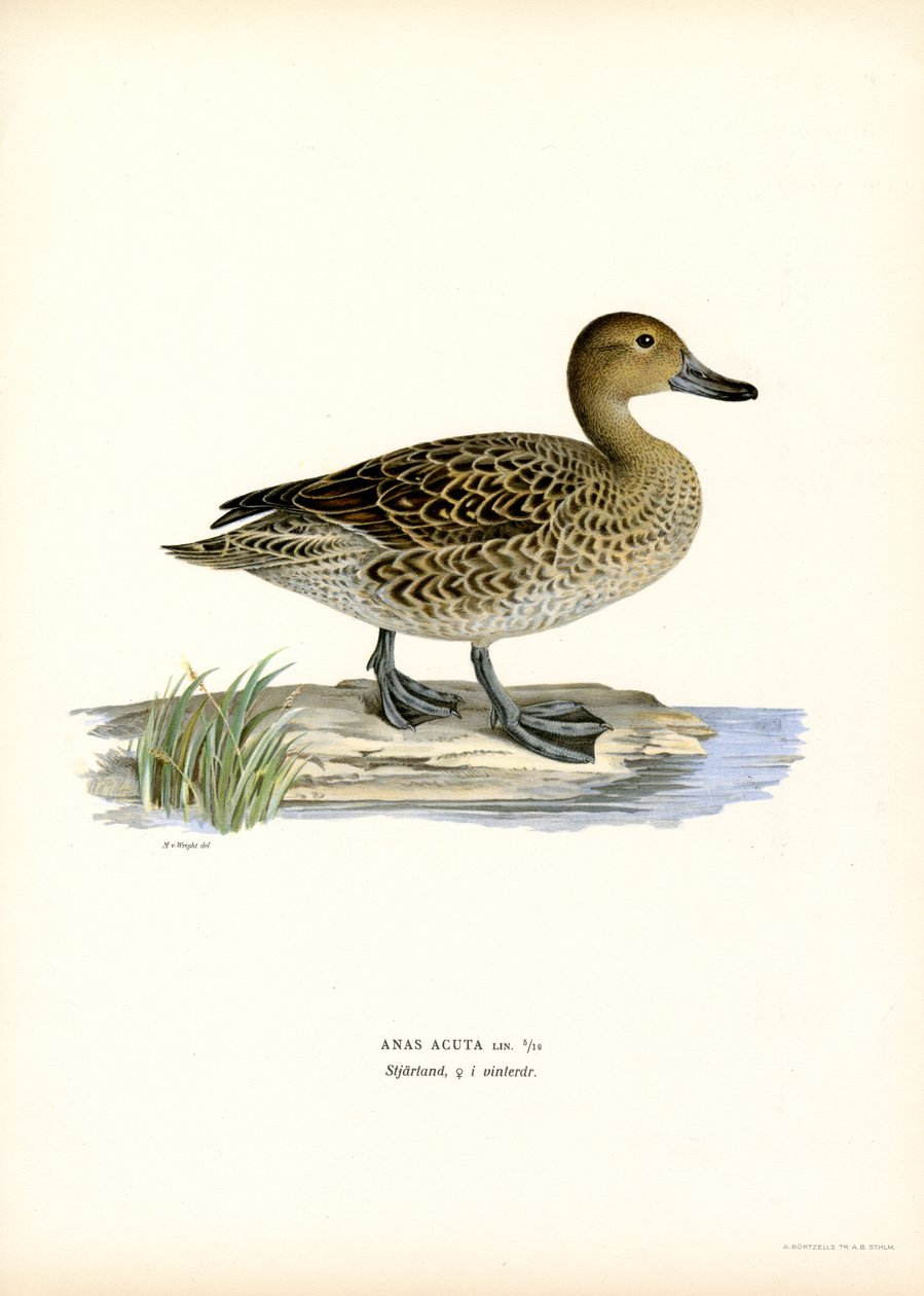 Pintail الشمالي (لون ليثو) بواسطة ماغنوس فرديناند وويلهلم فون رايت