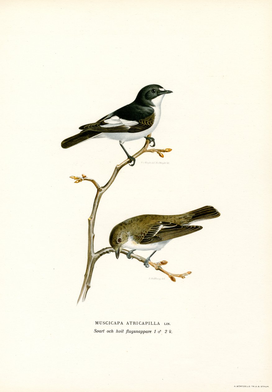 Pied Flycatcher (لون ليثو) بواسطة ماغنوس فرديناند وويلهلم فون رايت