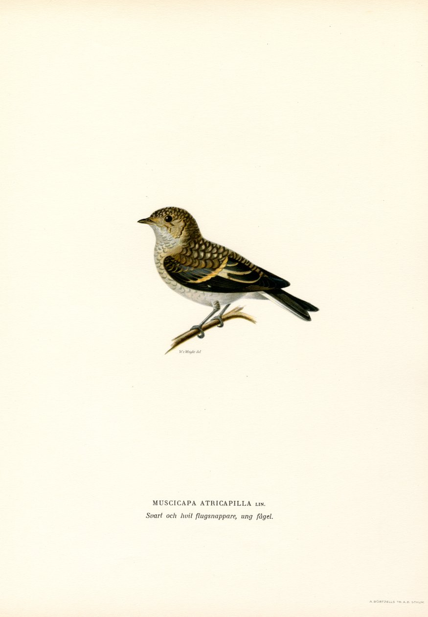 Pied Flycatcher (لون ليثو) بواسطة ماغنوس فرديناند وويلهلم فون رايت