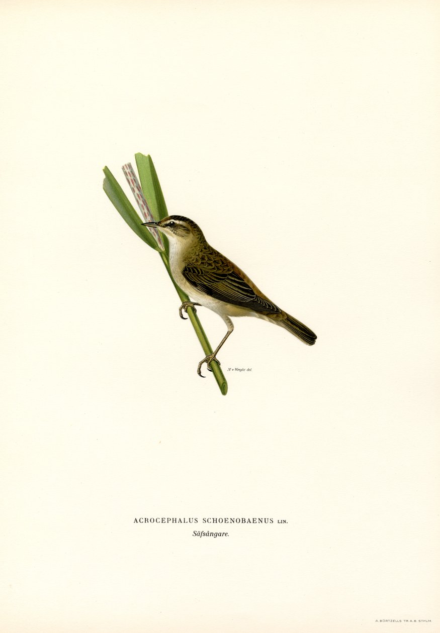 Sedge Warbler (لون ليثو) بواسطة ماغنوس فرديناند وويلهلم فون رايت