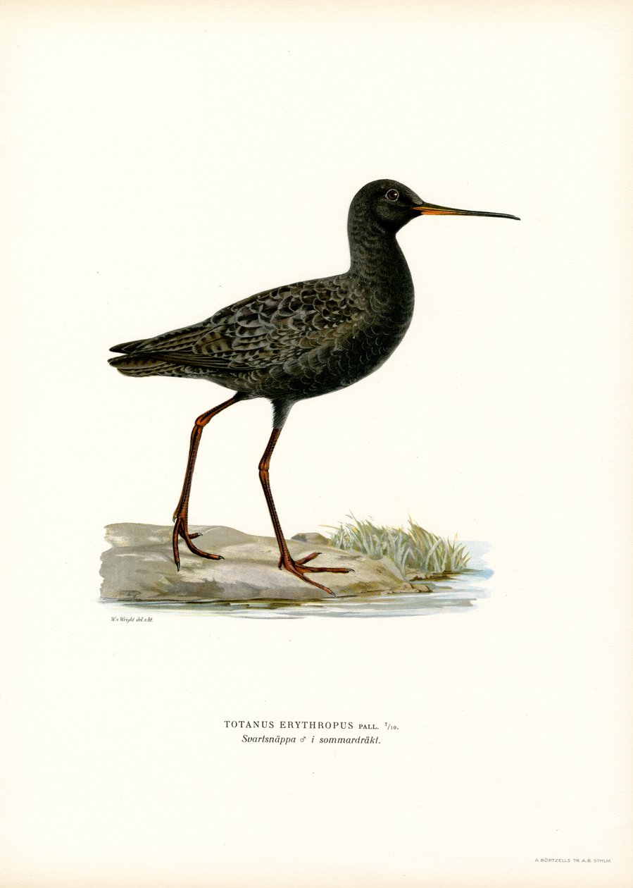 مرقط Redshank (لون ليثو) بواسطة ماغنوس فرديناند وويلهلم فون رايت