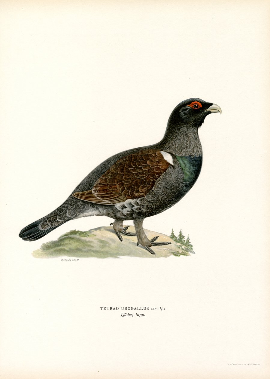 ويسترن Capercaillie (لون ليثو) بواسطة ماغنوس فرديناند وويلهلم فون رايت