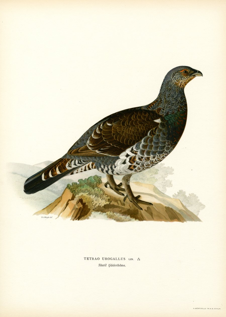 ويسترن Capercaillie (لون ليثو) بواسطة ماغنوس فرديناند وويلهلم فون رايت