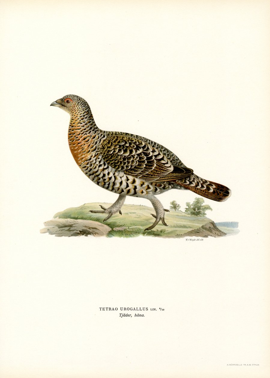 ويسترن Capercaillie (لون ليثو) بواسطة ماغنوس فرديناند وويلهلم فون رايت