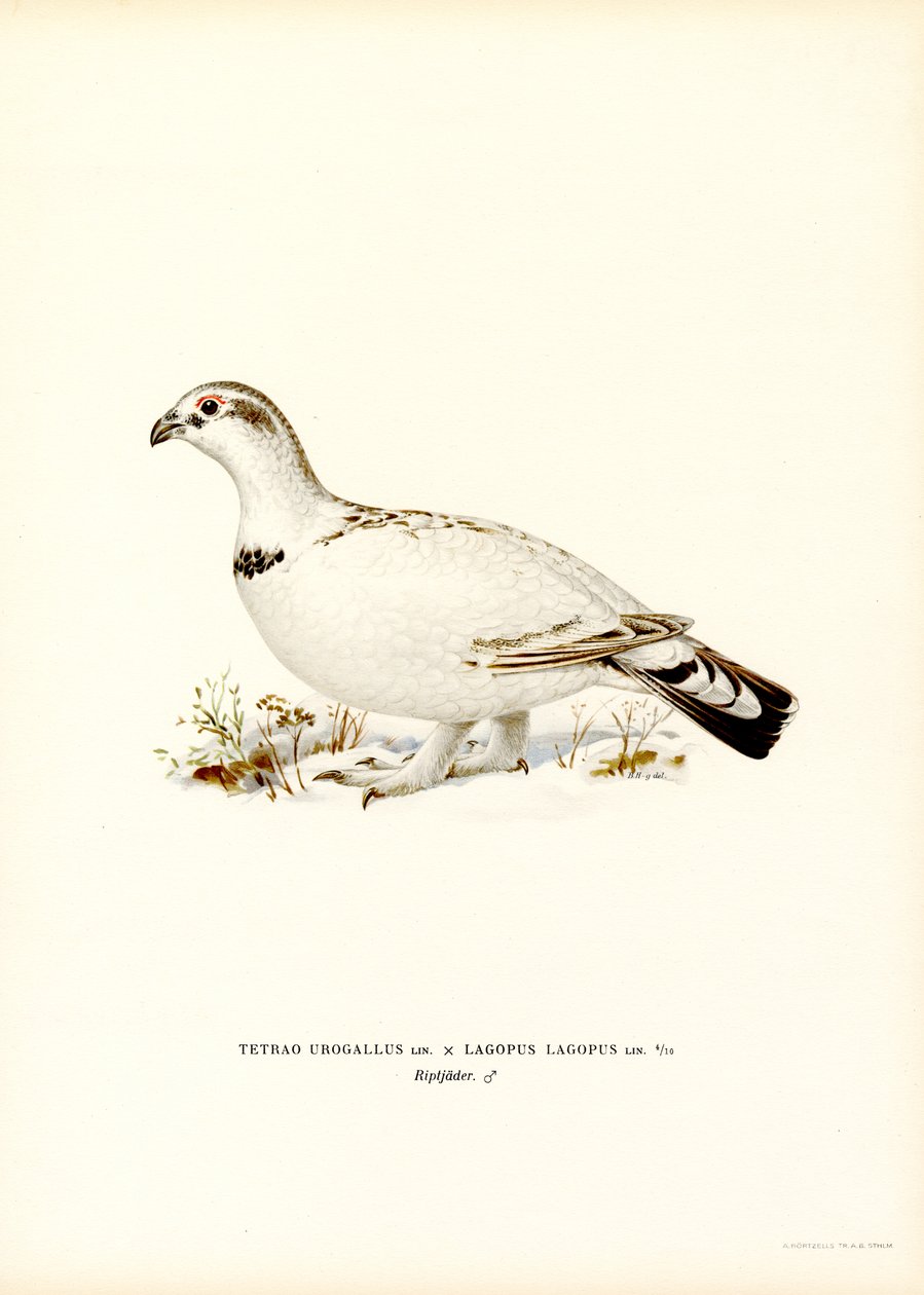 Western Capercaillie x Willow Ptarmigan (لون ليثو) بواسطة ماغنوس فرديناند وويلهلم فون رايت
