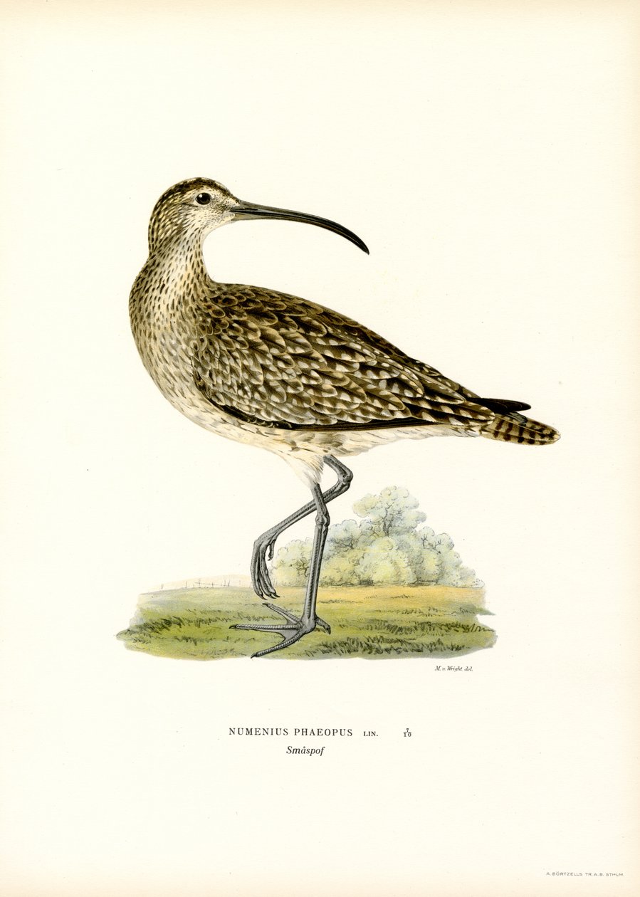 Whimbrel (لون litho) بواسطة ماغنوس فرديناند وويلهلم فون رايت