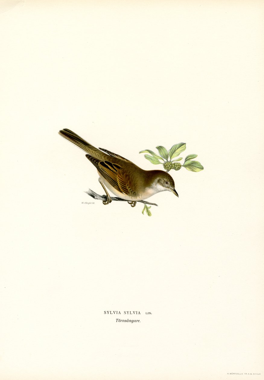 Whitethroat (لون ليثو) بواسطة ماغنوس فرديناند وويلهلم فون رايت