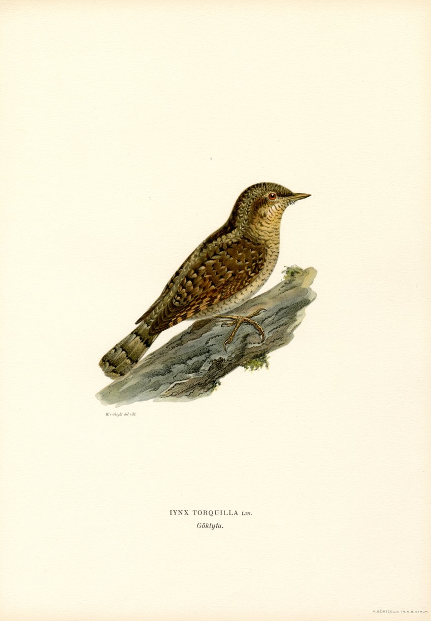 Wryneck (لون ليثو) بواسطة ماغنوس فرديناند وويلهلم فون رايت