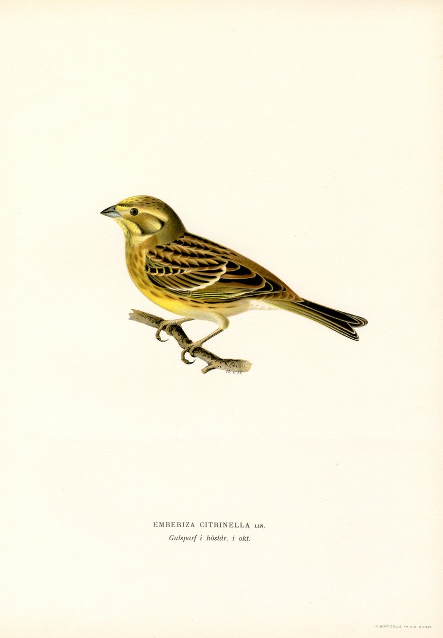 Yellowhammer (Emberiza citrinella) (لون ليثو) بواسطة ماغنوس فرديناند وويلهلم فون رايت