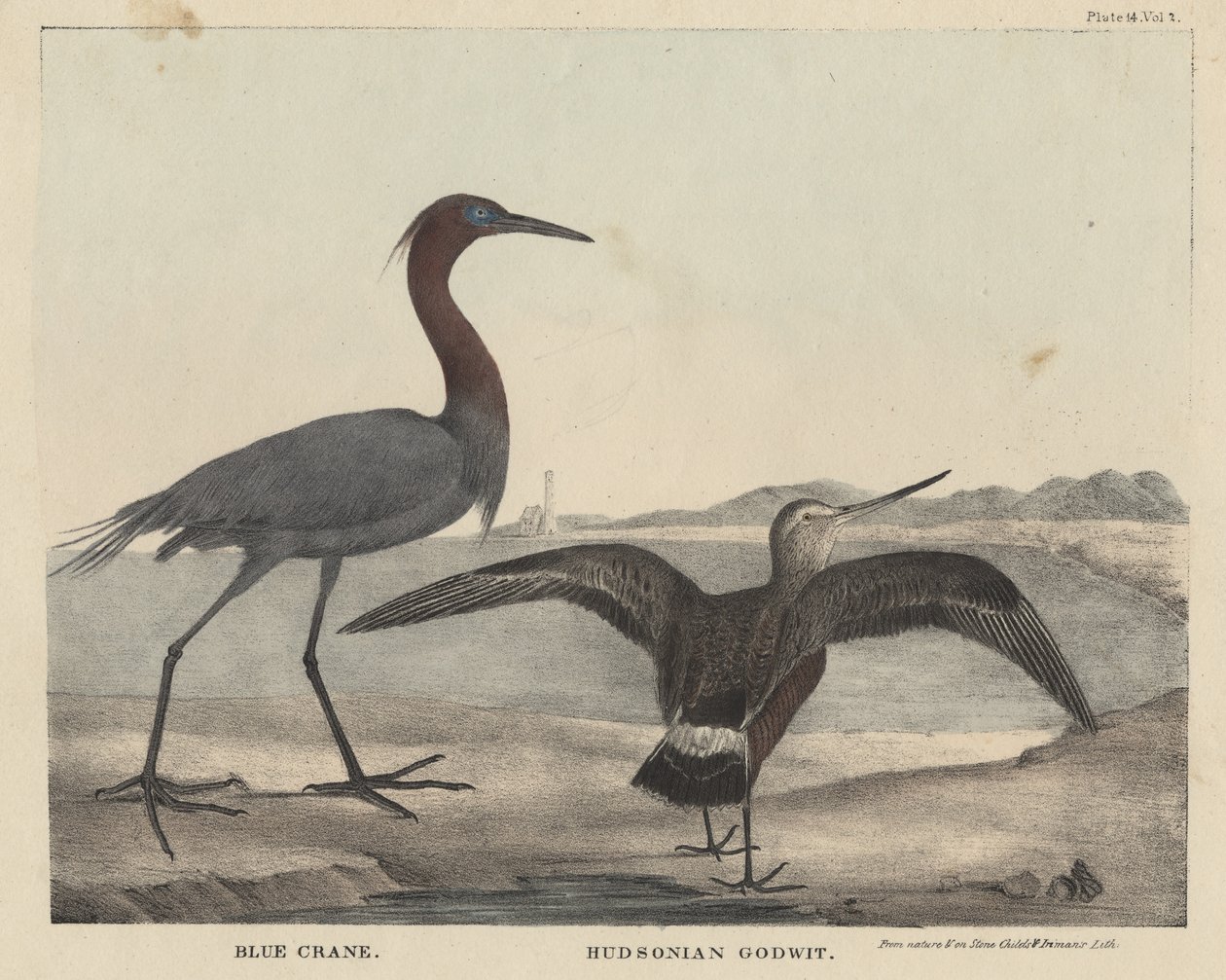 Blue Crane ، Hudsonian Godwit ، litho بواسطة Childs und Inman ، من "خزانة التاريخ الطبيعي والرياضات الريفية الأمريكية" بقلم J. und T. Doughty ، 1832 بواسطة Mannevillette Elihu Dearing Brown