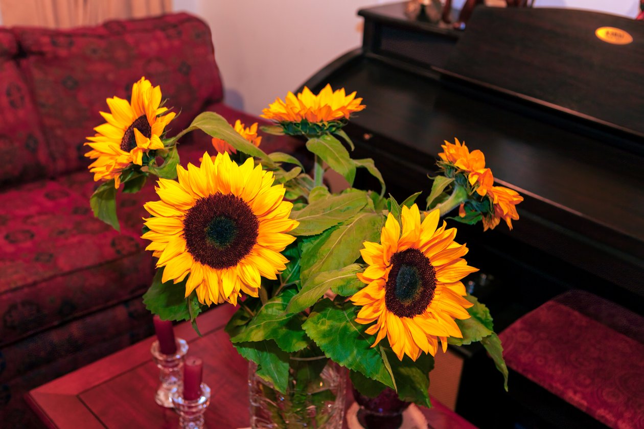 زهور عباد الشمس الصفراء الزاهية أو Helianthus Annuus من جبال الأنديز في كولومبيا تزين منزلًا في مدينة بوغوتا بواسطة مانو شاندرا داس