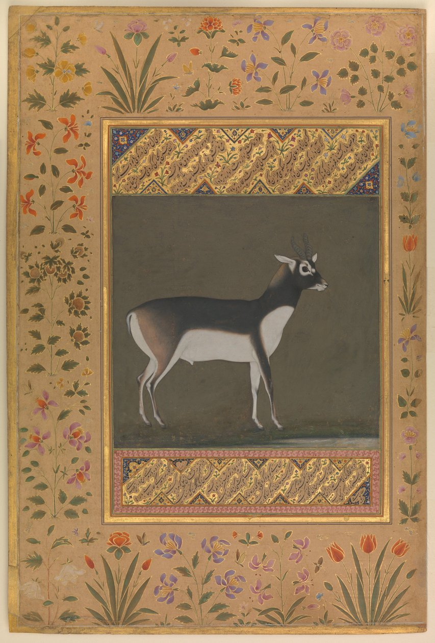 بلاك باك ، فوليو من ألبوم شاه جهان ، c.1615-20 بواسطة مانوهار
