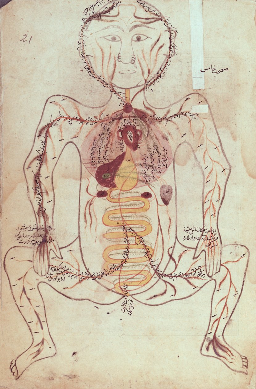 السيدة Persan 1555 رسم تخطيطي للدورة الدموية والجهاز الهضمي البشري ، 1425-50 بواسطة منصور ب. إلياس شيرازي