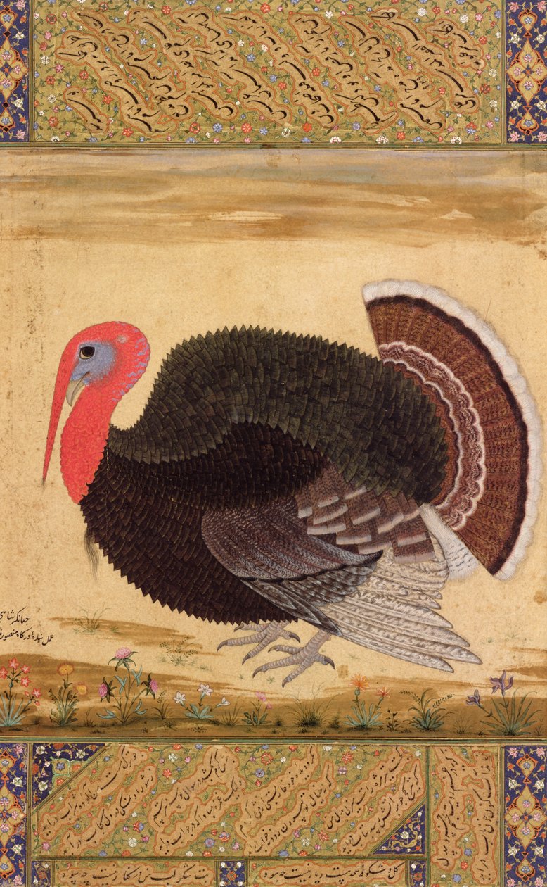 الديك الرومي ، أحضر إلى جهانجير من غوا في 1612 ، من ألبوم Wantage ، موغال ، c.1612 بواسطة المنصور