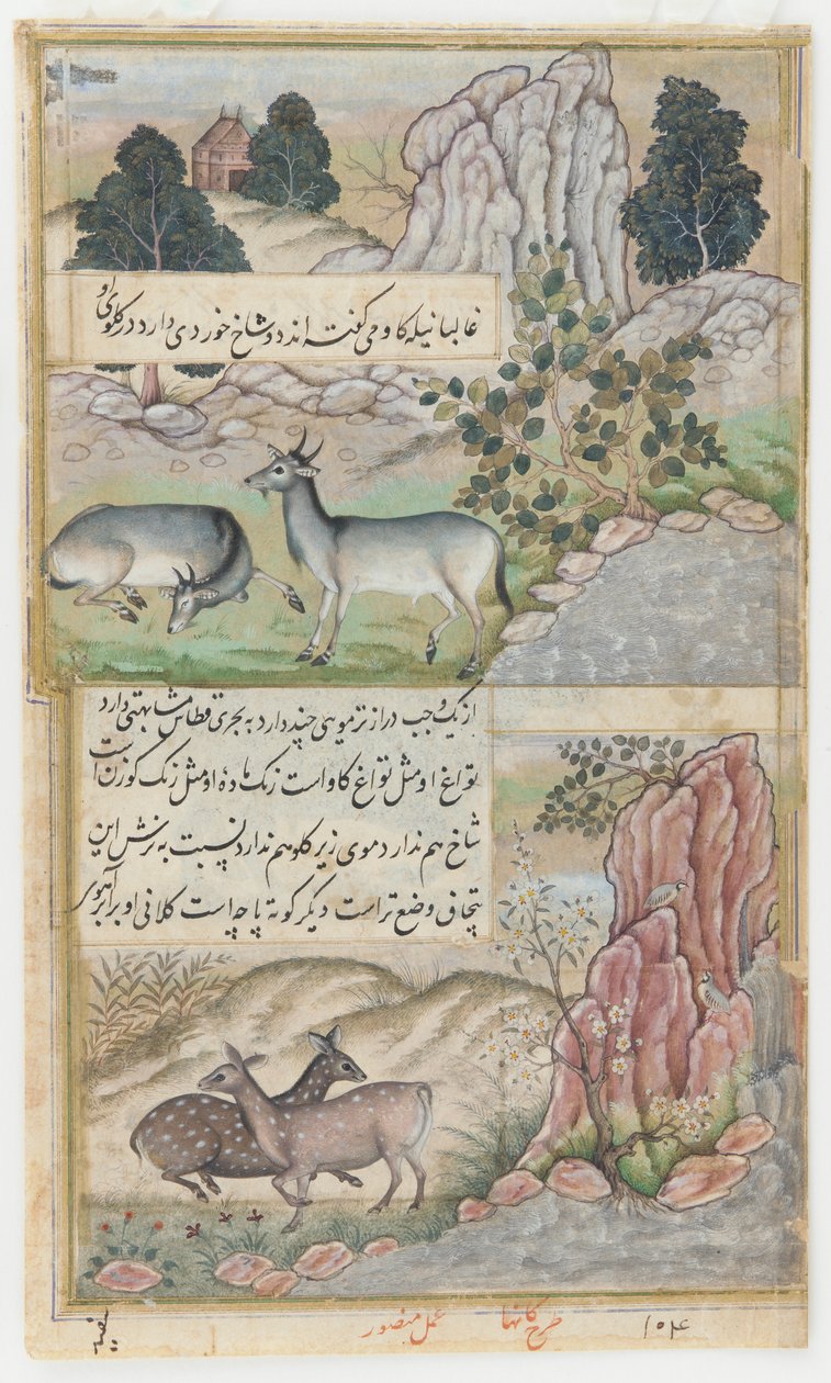 بواسطة منصور (fl.c.1590 1630)