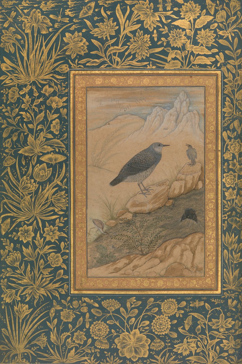 الغطس والطيور الأخرى ، فوليو من ألبوم شاه جهان ، وجه: كاليفورنيا. 1610-15. بواسطة المنصور