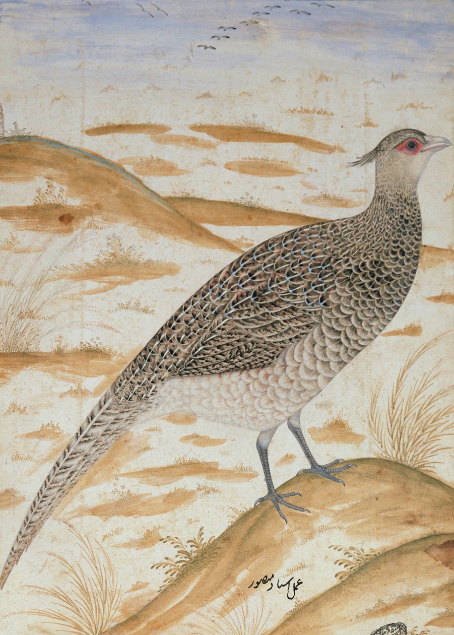 الدراج يهتف الهيمالايا ، فترة Jahangir ، المغول ، c. 1620 (ألوان مائية) بواسطة المنصور