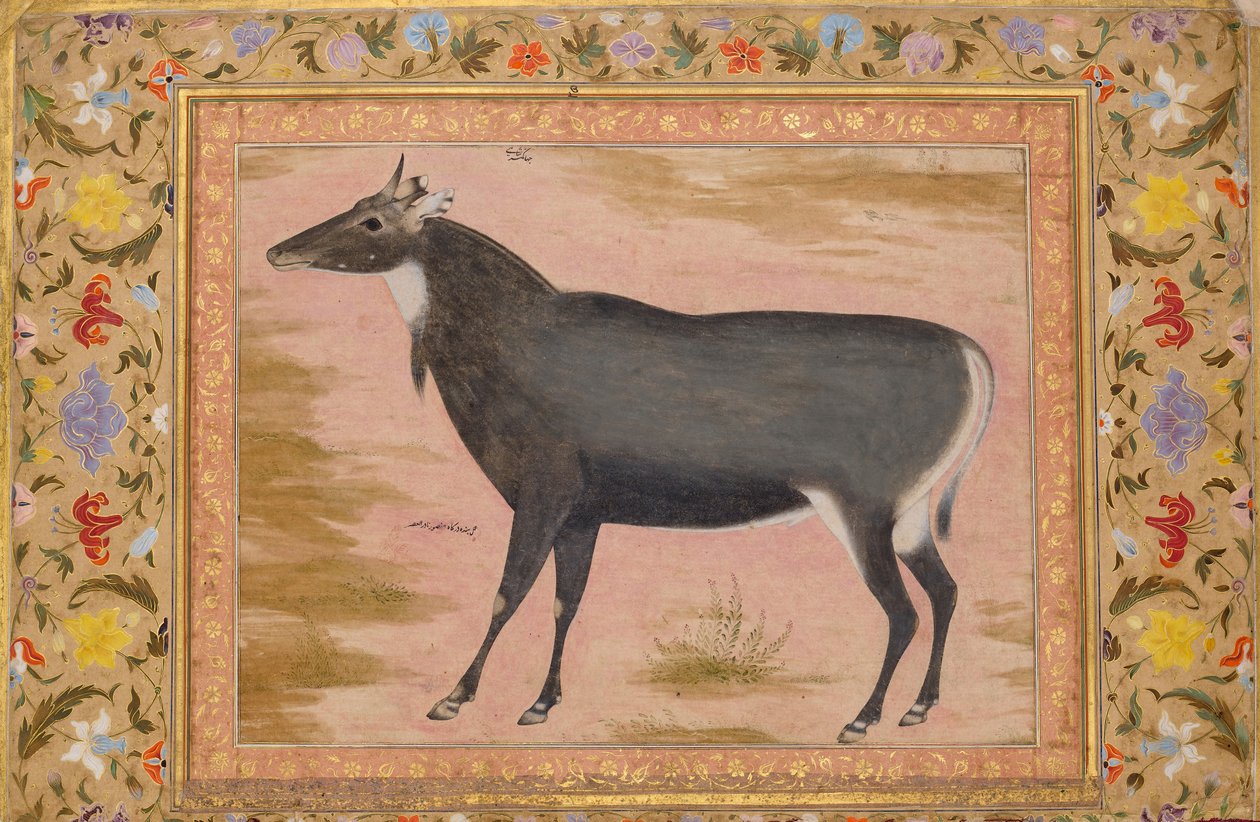 دراسة لثور نيلغاي بلو ، فوليو من ألبوم شاه جهان ، ظهر: كاليفورنيا. 1620 ، وجه وجه. 1540. بواسطة المنصور