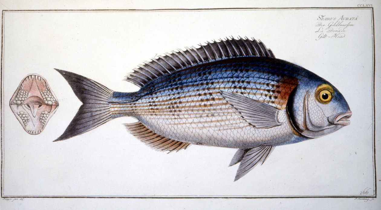 لوحة التاريخ الطبيعي: The Bream of Marc Elieser Bloch Ichtyologie Paris - Berlin - London 1787. بواسطة ماركوس إليسر بلوخ