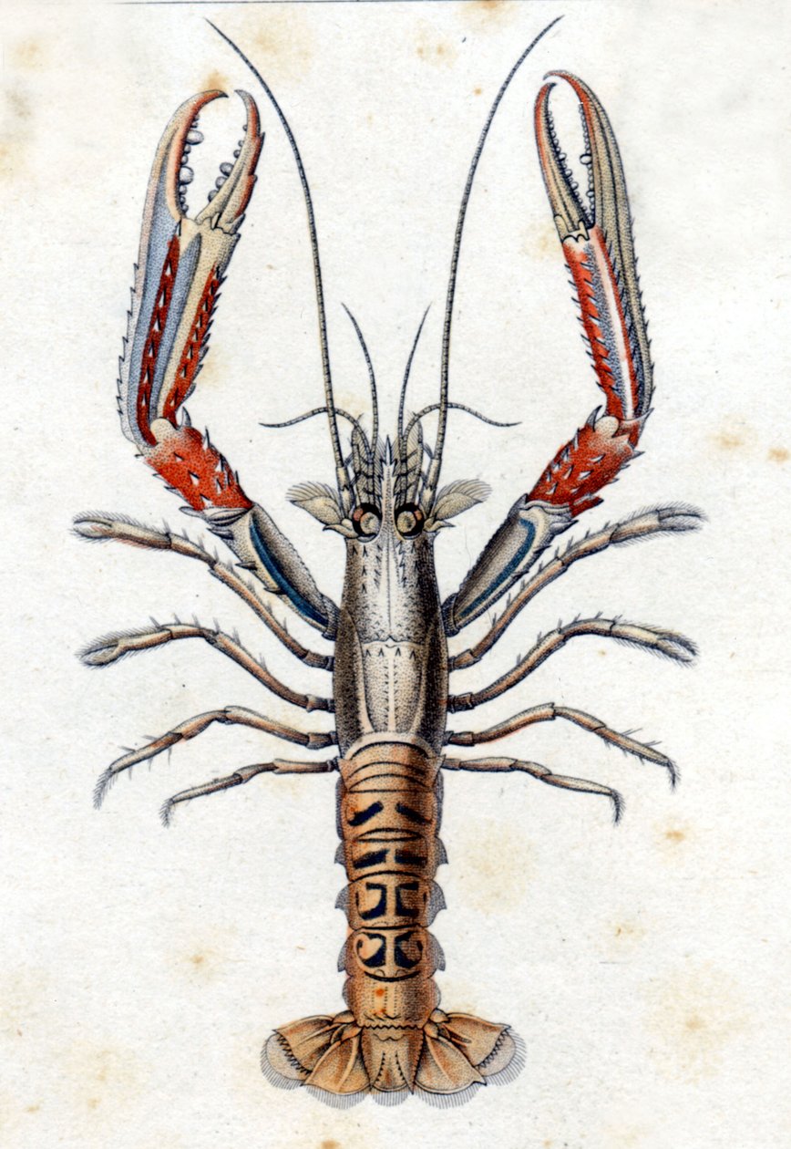 لوحة التاريخ الطبيعي: Langoustine بعد Marc Elieser Bloch Ichtyologie Paris - Berlin - London 1787. بواسطة ماركوس إليسر بلوخ