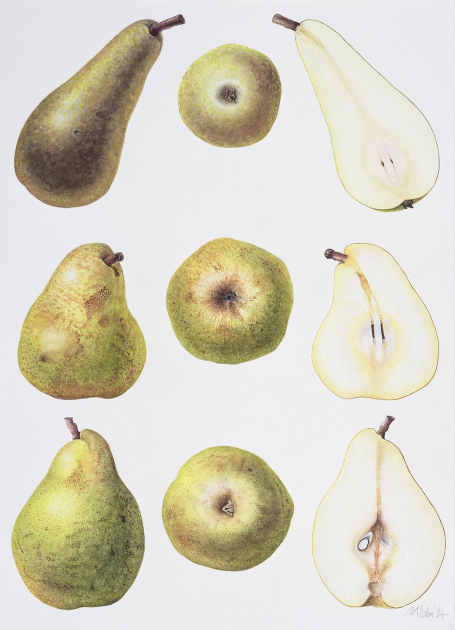 Six Pears ، 1994 (مرحاض على ورق) بواسطة مارجريت آن إيدن