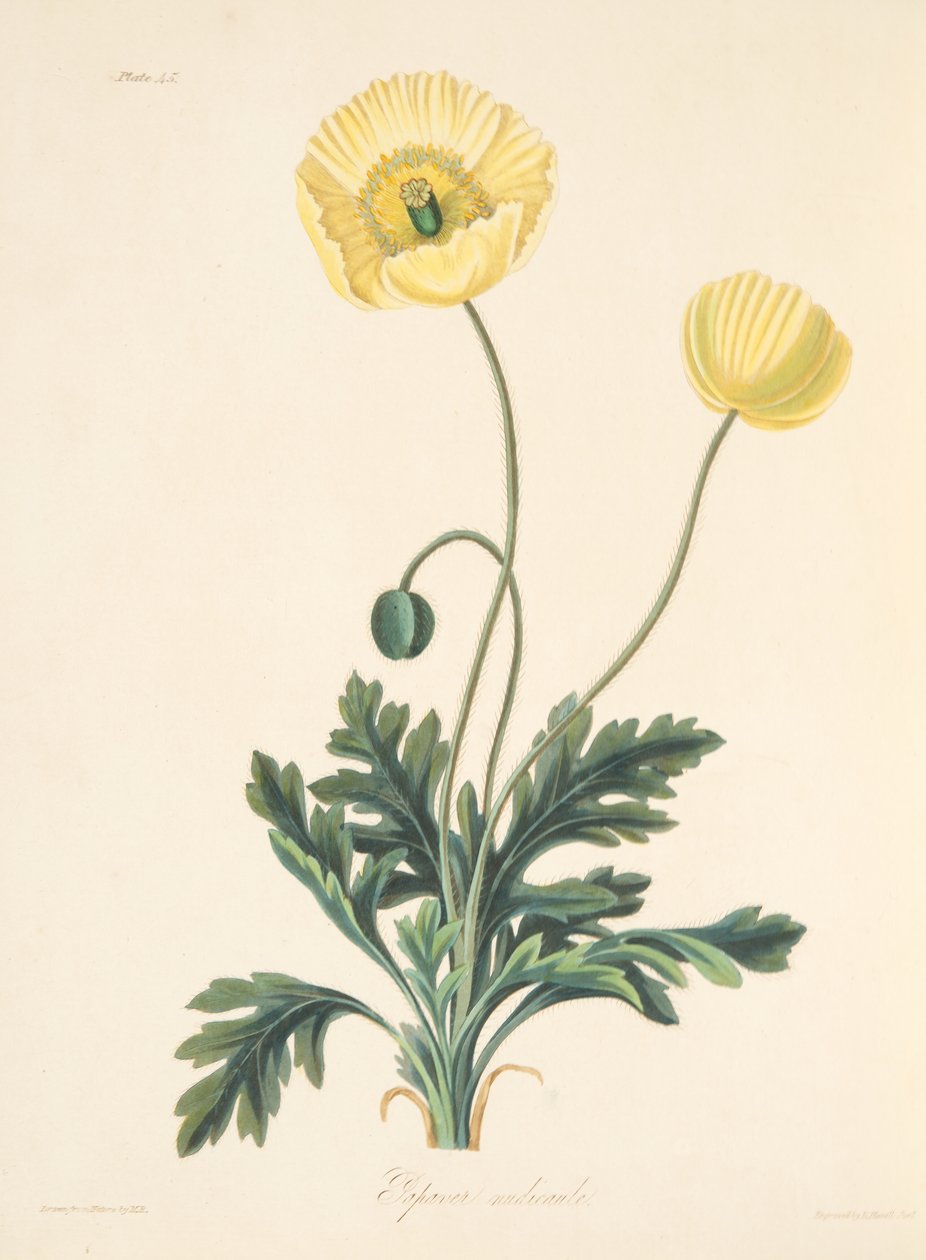 الخشخاش المطارد عارية ، من الرسوم التوضيحية الأزهار من الفصول ، حانة. 1829 (نقش يدوي) بواسطة مارجريت روسكو