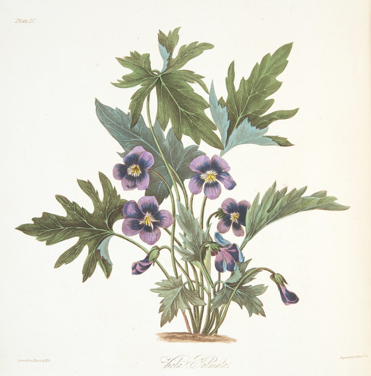أوراق بالمات البنفسجي ، من الرسوم التوضيحية الأزهار للفصول ، حانة. 1829 (نقش يدوي) بواسطة مارجريت روسكو
