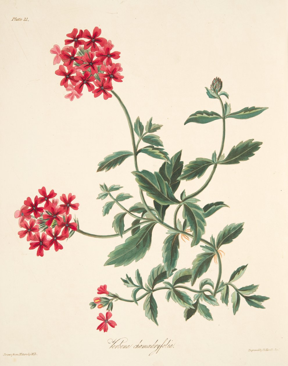 القرمزي المزهر Vervain ، من الرسوم التوضيحية الأزهار من الفصول ، حانة. 1829 بواسطة مارجريت روسكو
