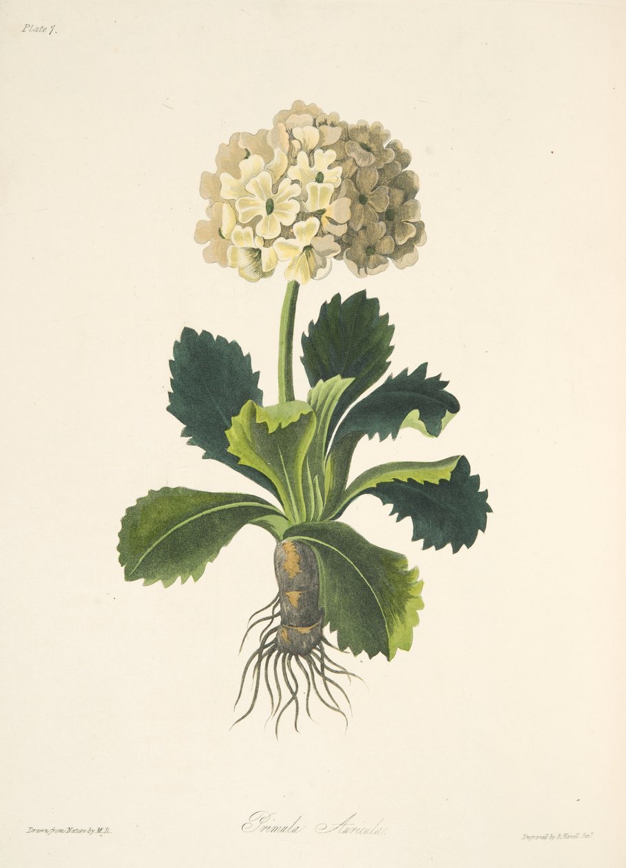 Auricula ، من توضيحات الأزهار للفصول ، حانة. 1829 (نقش يدوي) بواسطة مارجريت روسكو