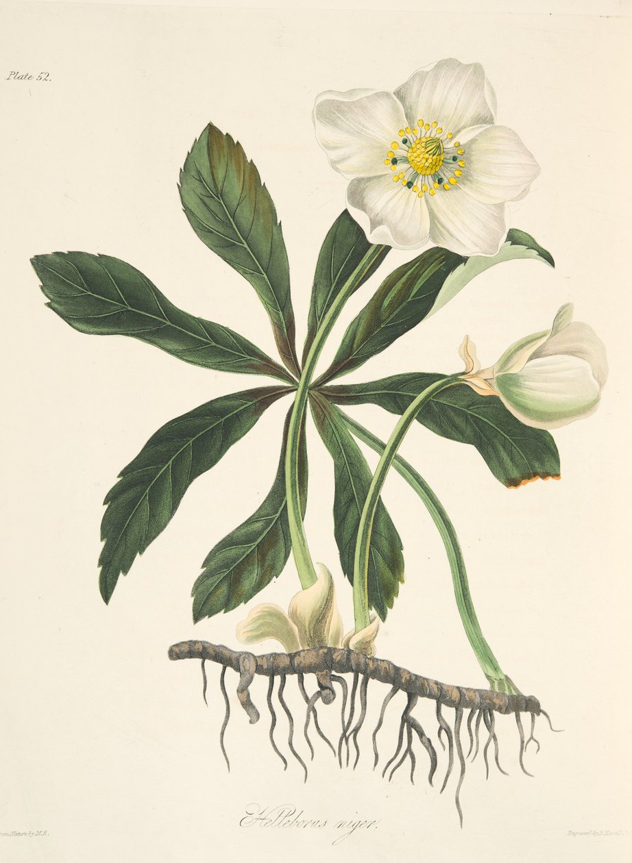 Hellebore الأسود أو Rose Christmas ، من الأزهار Illustrations of the Seasons ، حانة. 1829 (نقش يدوي) بواسطة مارجريت روسكو