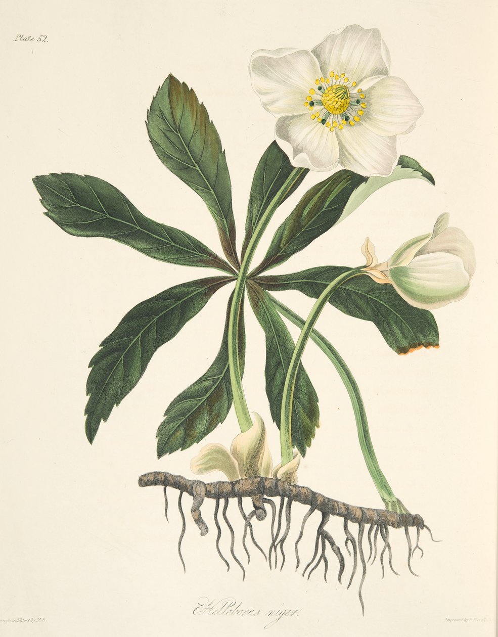 Hellebore الأسود أو Rose Christmas ، من الأزهار Illustrations of the Seasons ، حانة. 1829 (نقش يدوي) بواسطة مارجريت روسكو