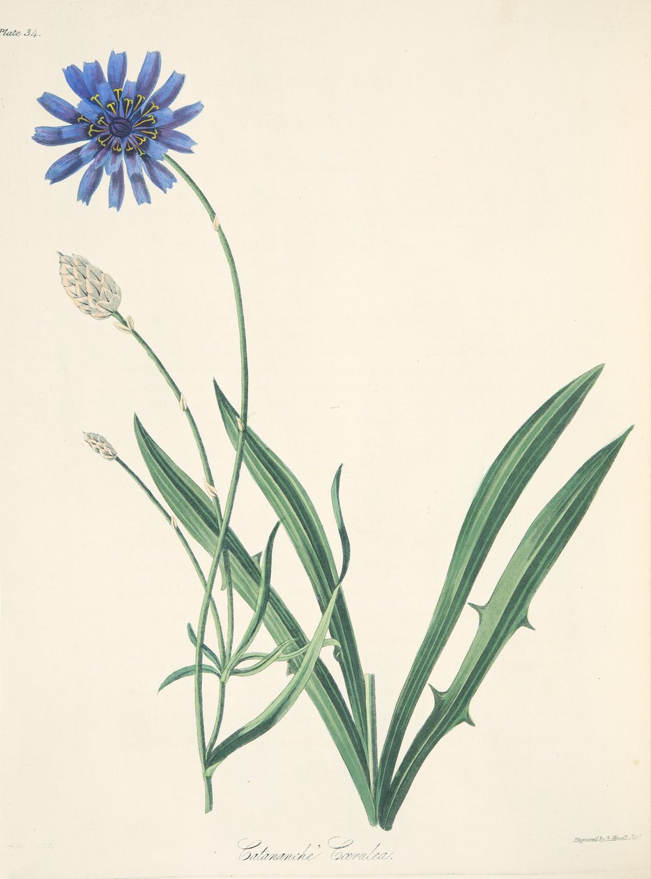 الأزرق Catananche ، من الرسوم التوضيحية الأزهار من الفصول ، حانة. 1829 (نقش يدوي) بواسطة مارجريت روسكو