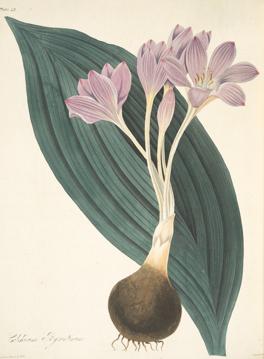 مرج الزعفران عريض الأوراق ، من الرسوم التوضيحية الأزهار للفصول ، حانة. 1829 (نقش يدوي) بواسطة مارجريت روسكو