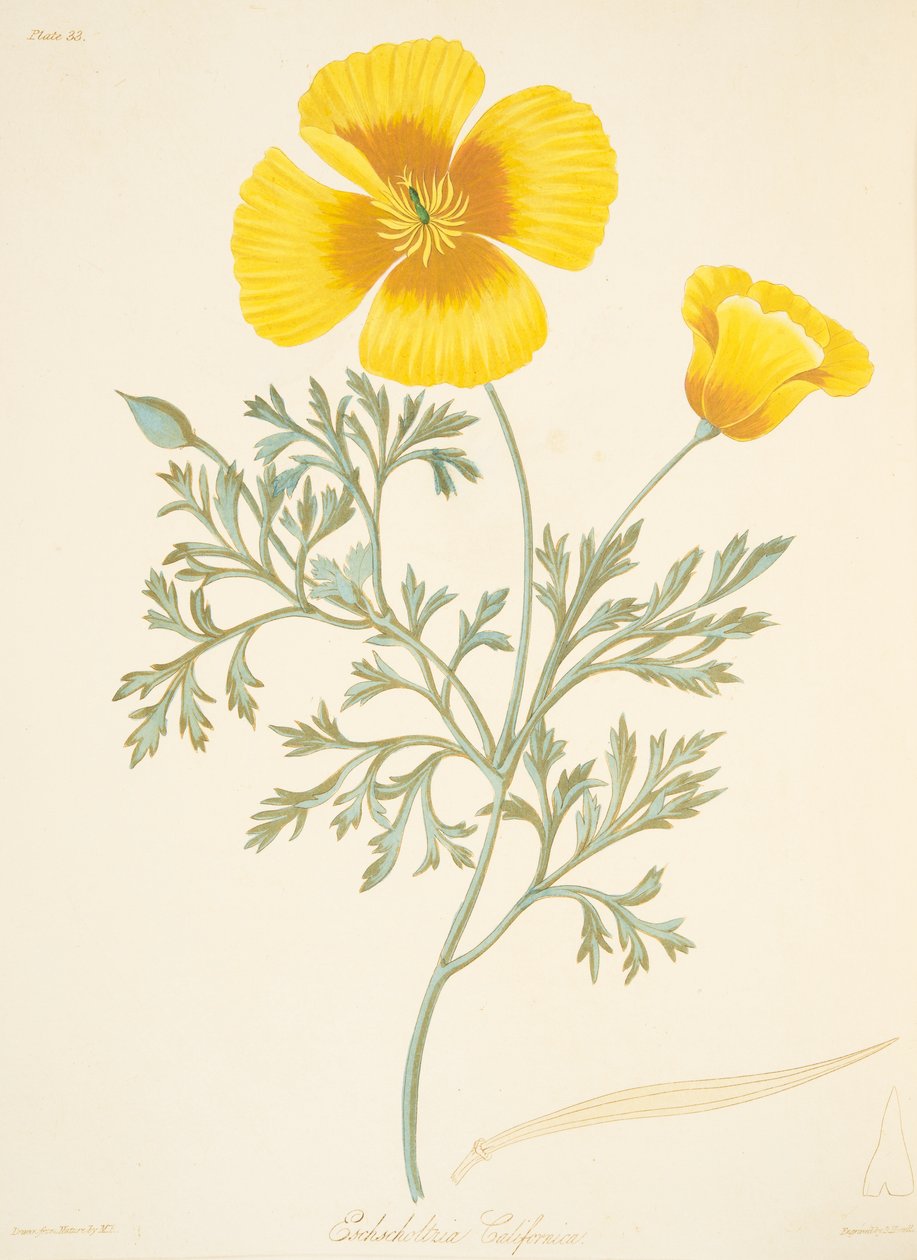 كاليفورنيا Eschscholtzia ، من الرسوم التوضيحية الأزهار للفصول ، حانة. 1829 (نقش يدوي) بواسطة مارجريت روسكو
