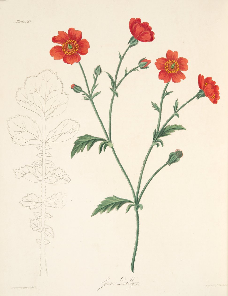 شيلي أفينز ، من الرسوم التوضيحية الأزهار للفصول ، حانة. 1829 (نقش يدوي) بواسطة مارجريت روسكو
