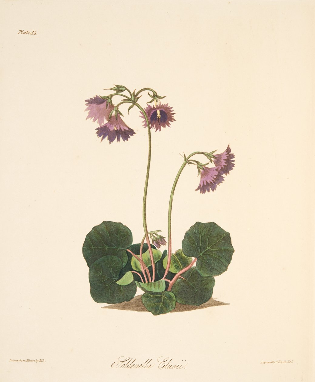 Clusiuss Soldanella ، من الرسوم التوضيحية الأزهار للفصول ، حانة. 1829 (نقش يدوي) بواسطة مارجريت روسكو